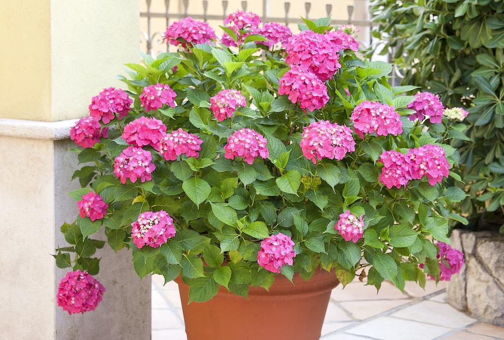 Apartments Hortensia Опатия Екстериор снимка